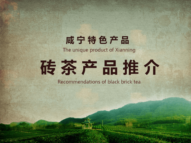 青磚茶：共同走進(jìn)東南亞！