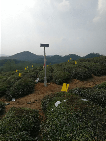 推廣綠色有機(jī)技術(shù)， 打造優(yōu)質(zhì)青米磚茶